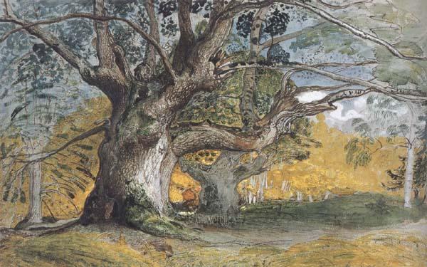Oak Trees,Lullingstone Park, Samuel Palmer